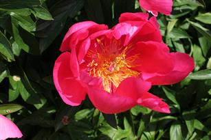 Paeonia Flame